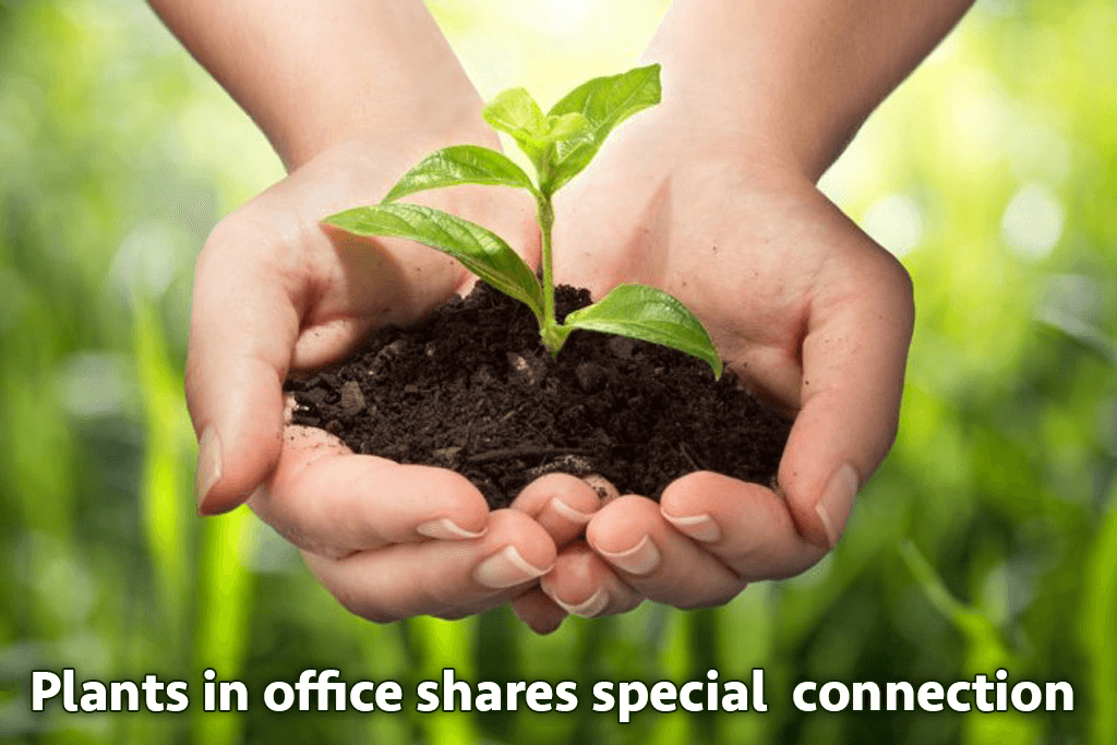 Plants in office share a special connection